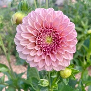 Dahlia bundle
